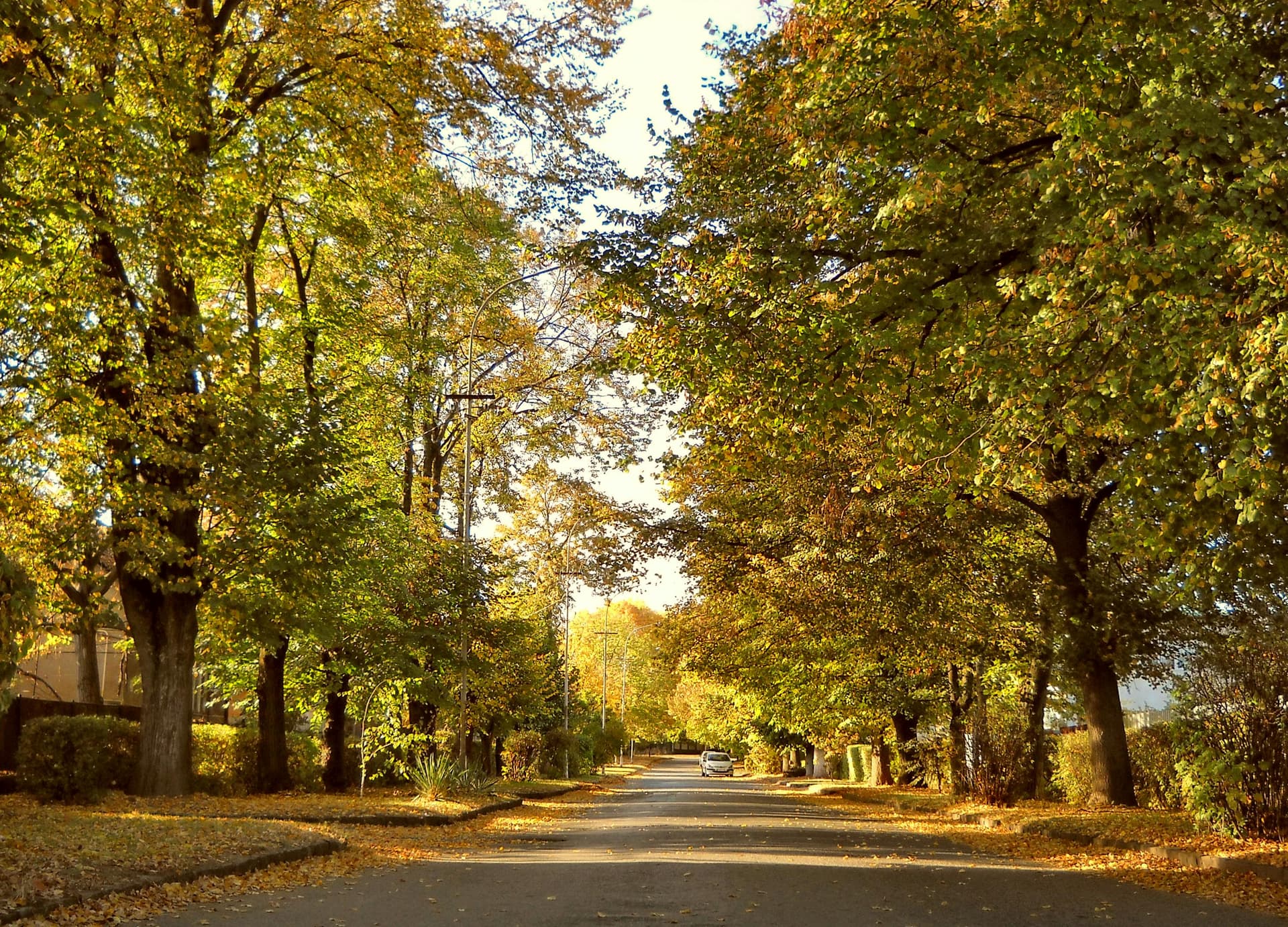 Healthy Fats for Weight Loss: 15+ Best Fat Sources