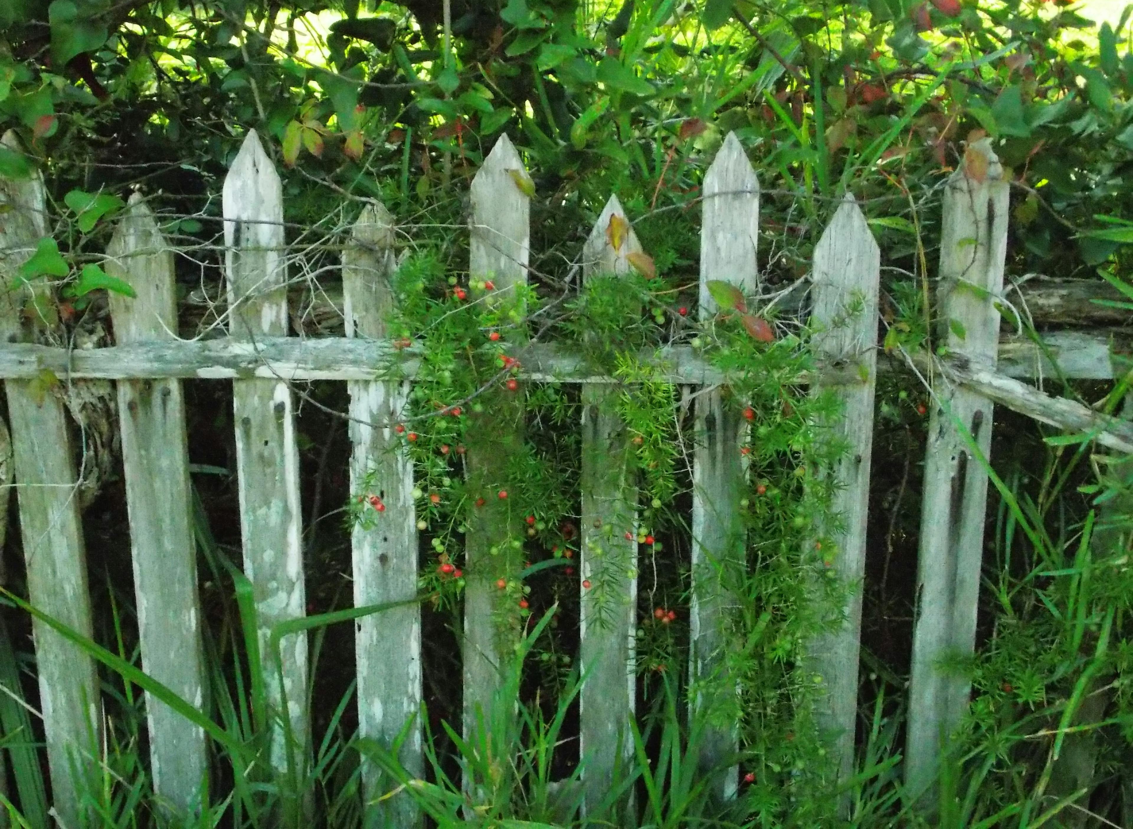 Healthy restaurant meal choices