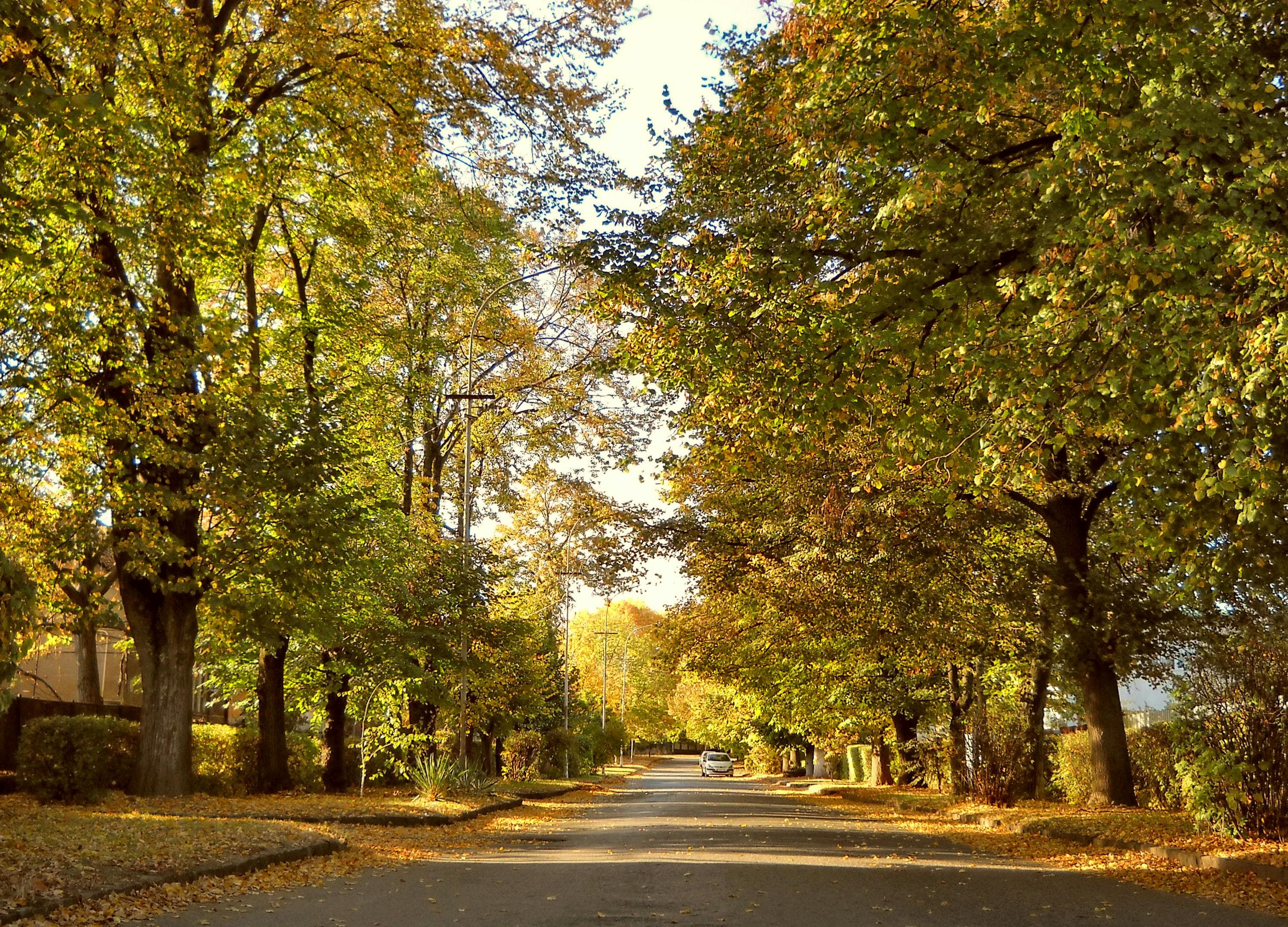 Healthy fats avocado nuts salmon